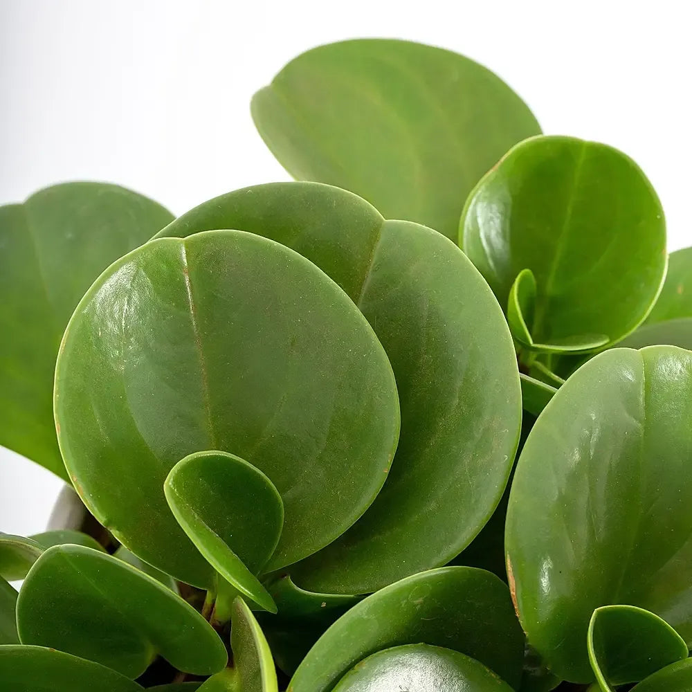 Peperomia Obtusifolia - View 15 from www redcrocus com