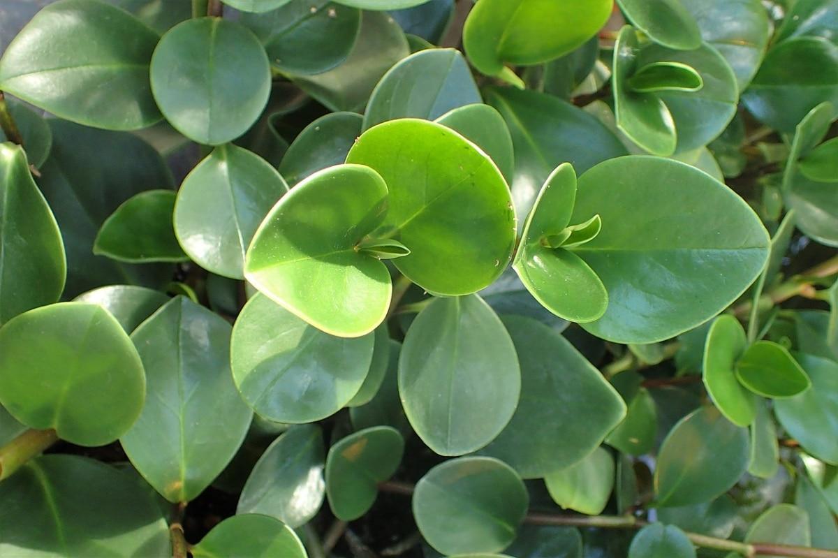 Peperomia Obtusifolia - View 16 from www redcrocus com