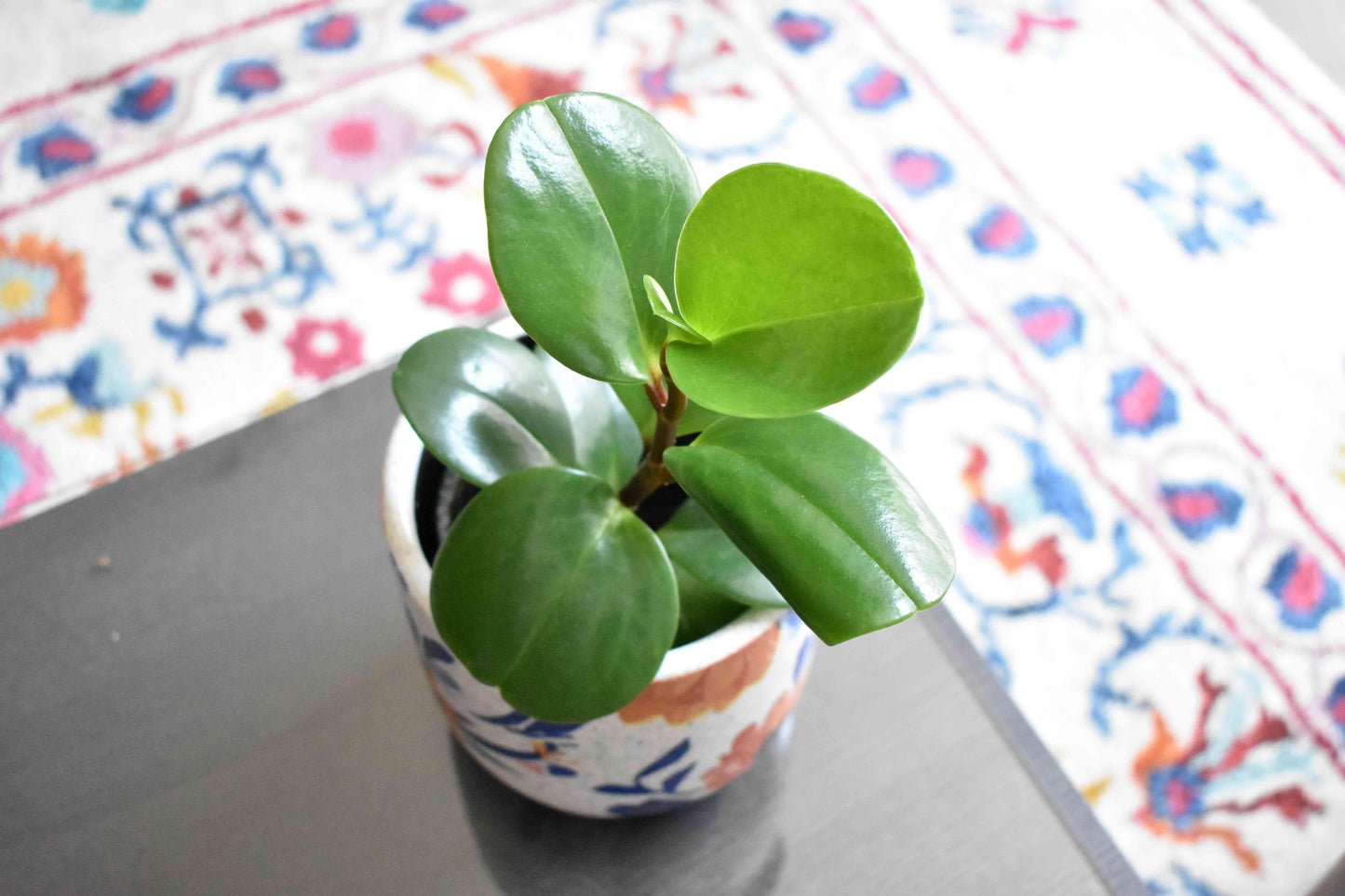 Peperomia Obtusifolia - View 17 from www redcrocus com