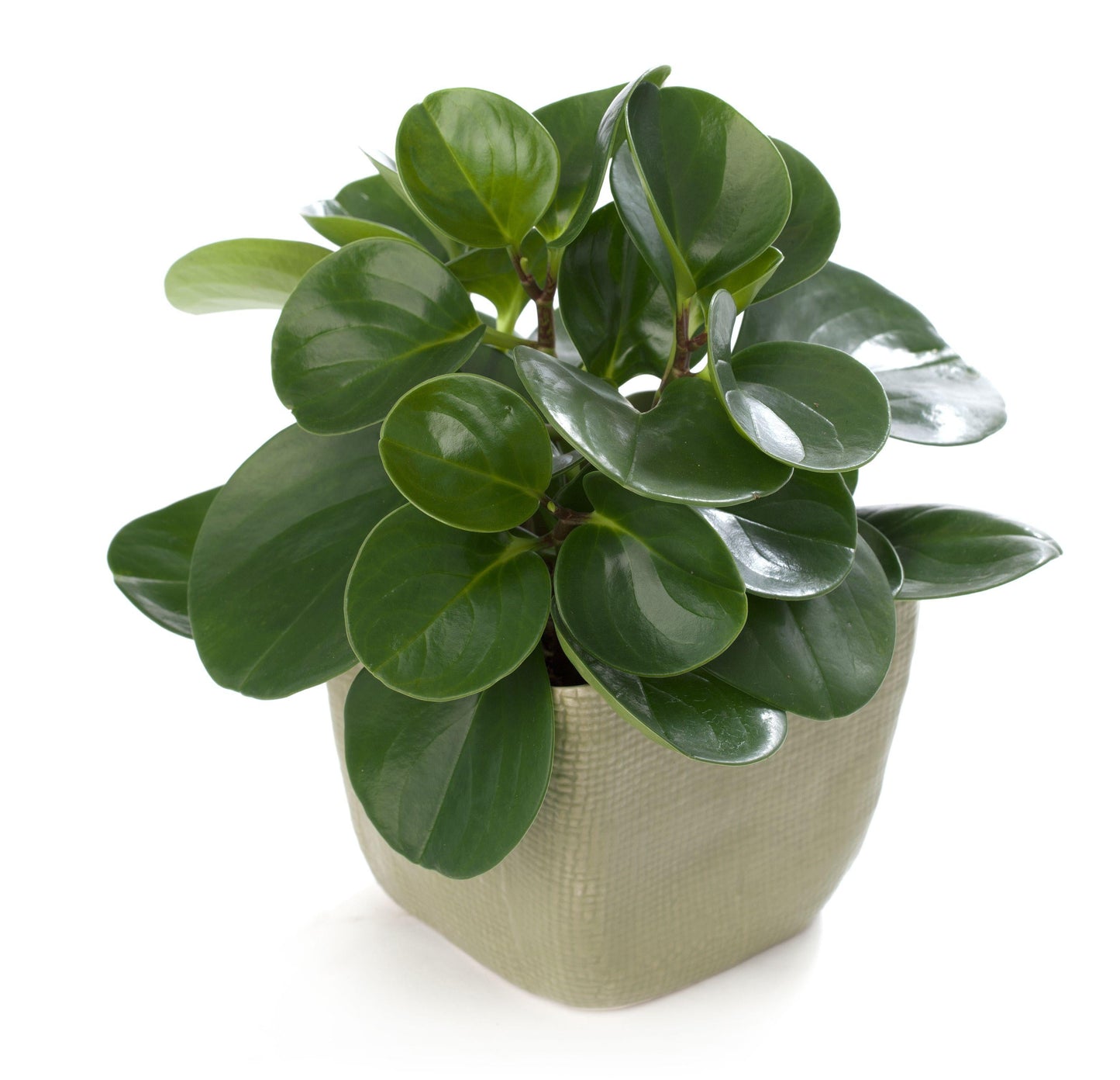 Peperomia Obtusifolia - View 18 from www redcrocus com