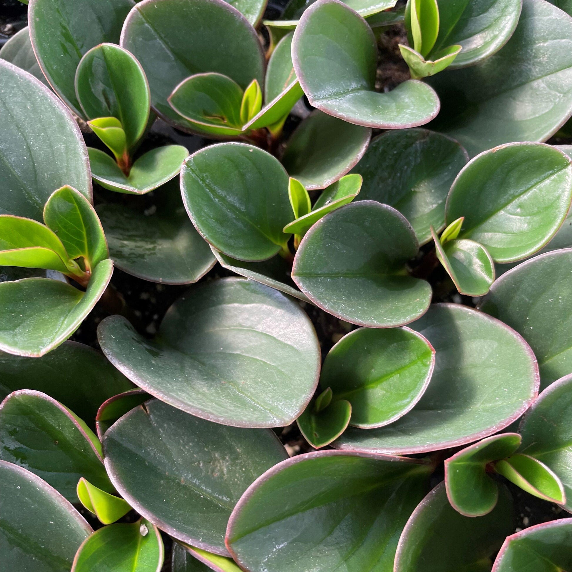 Peperomia Obtusifolia - View 1 from www redcrocus com