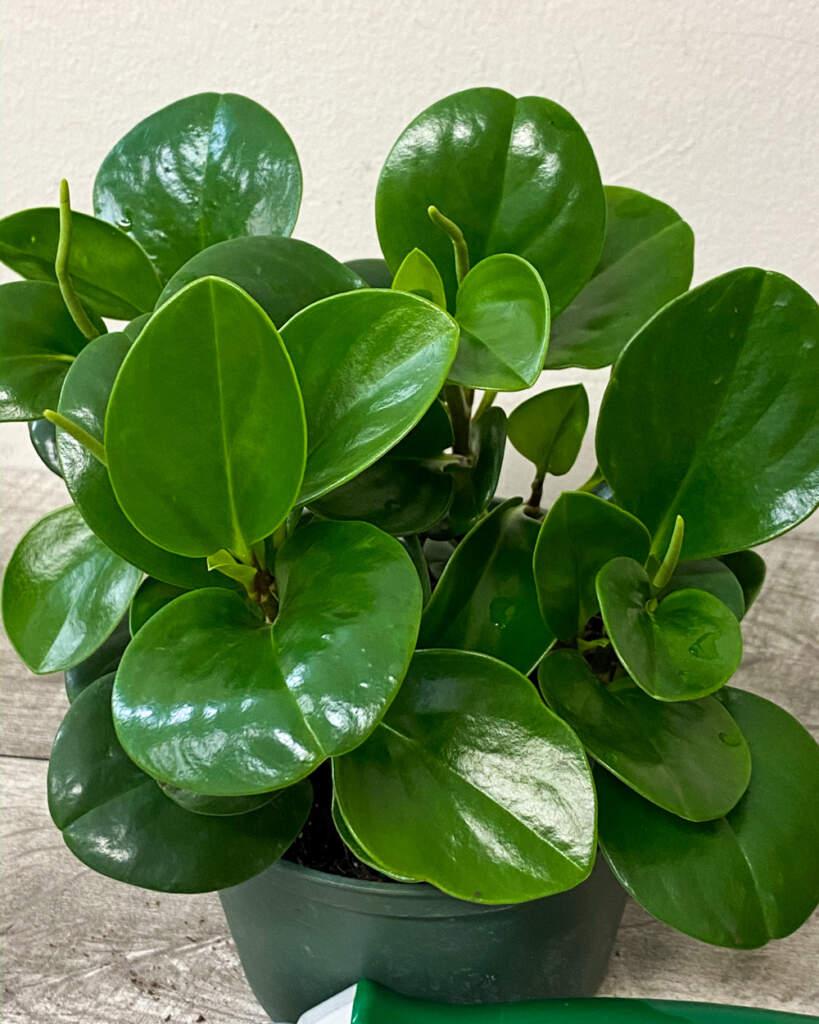 Peperomia Obtusifolia - View 2 from www redcrocus com