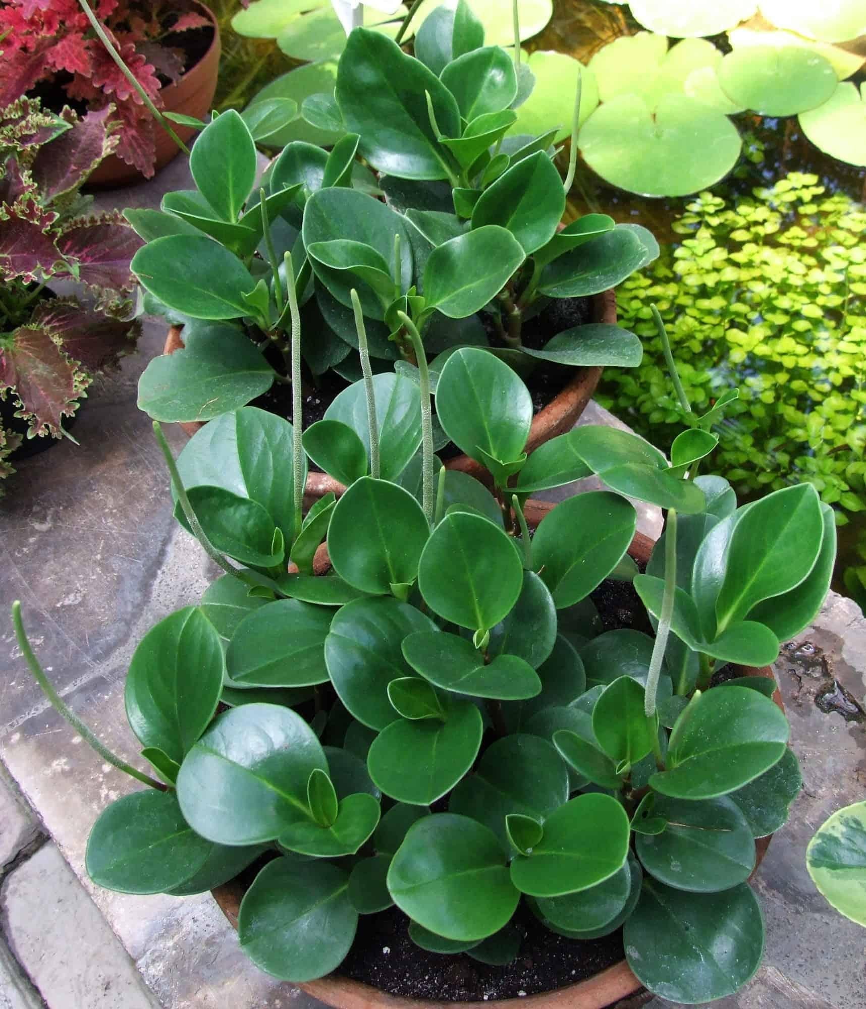Peperomia Obtusifolia - View 3 from www redcrocus com