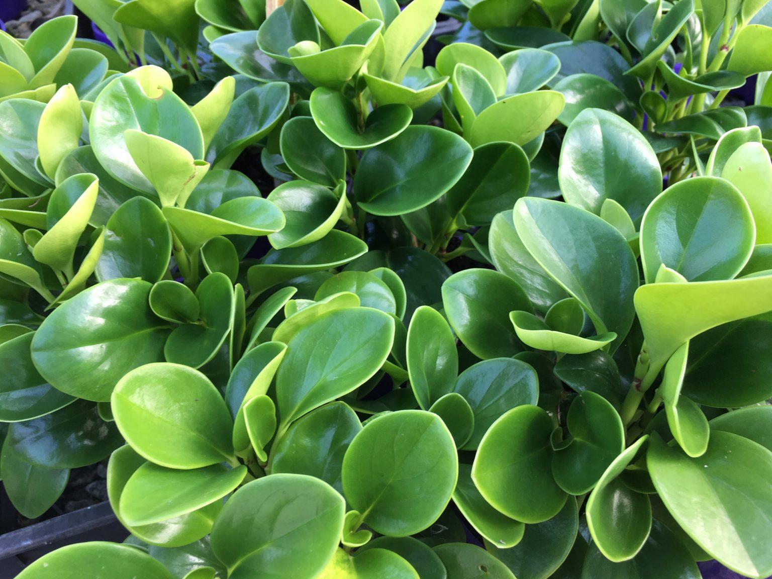 Peperomia Obtusifolia - View 4 from www redcrocus com