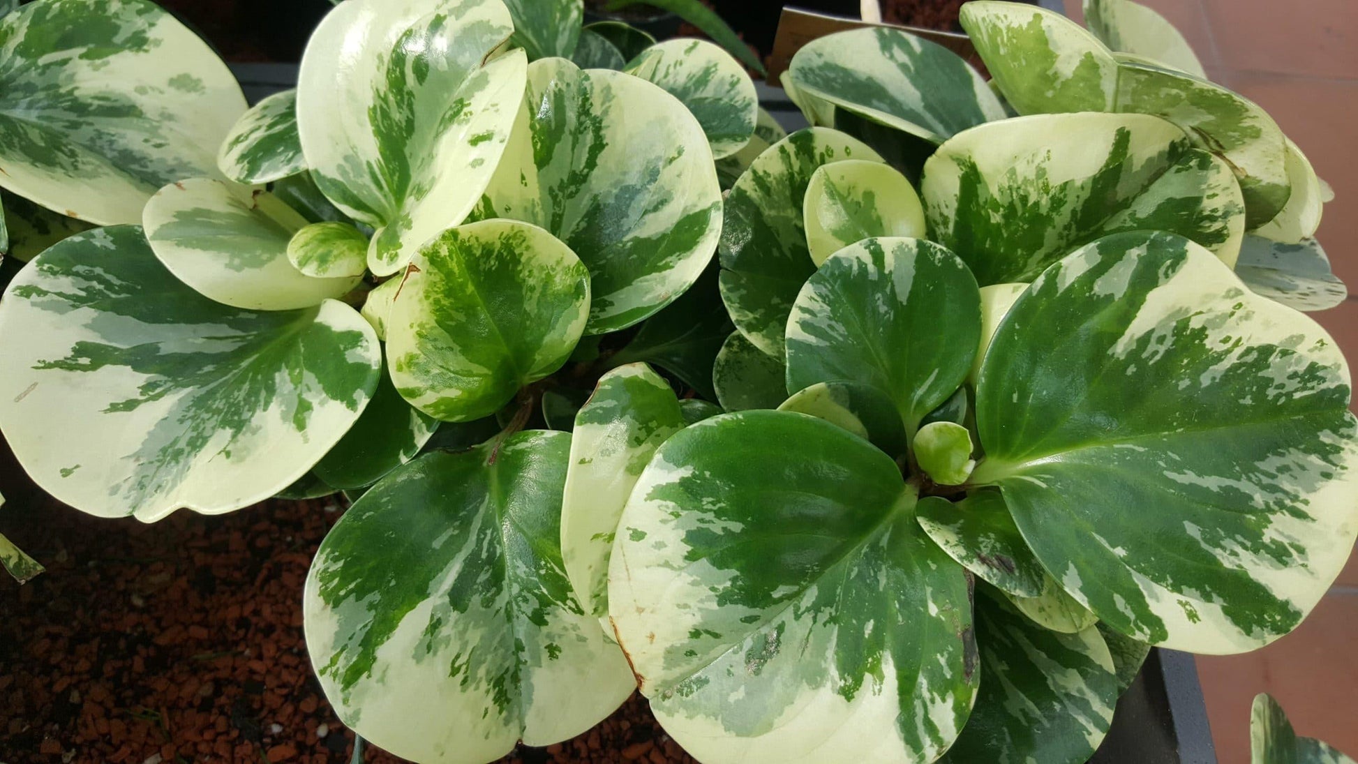 Peperomia Obtusifolia - View 5 from www redcrocus com