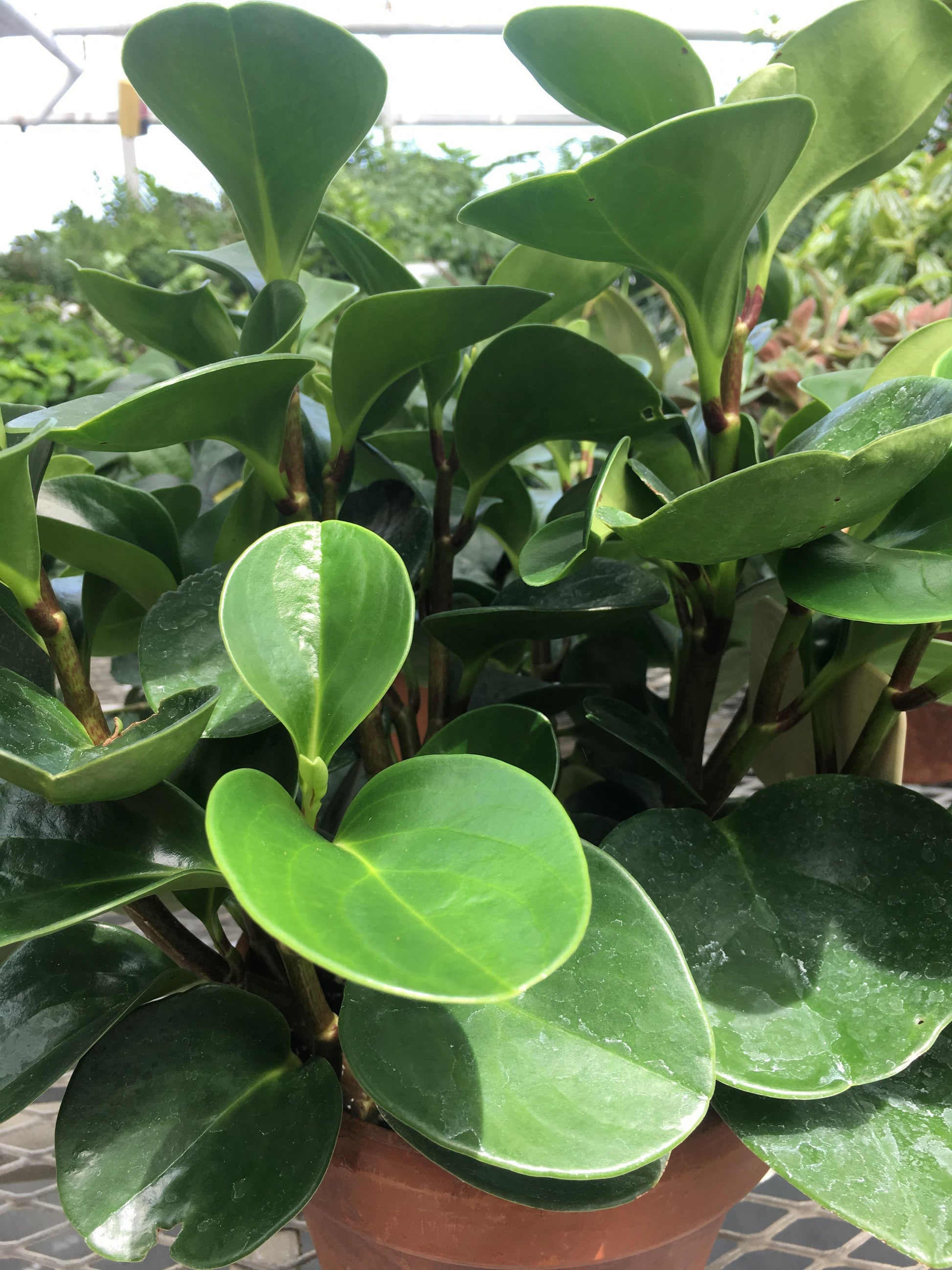 Peperomia Obtusifolia - View 6 from www redcrocus com