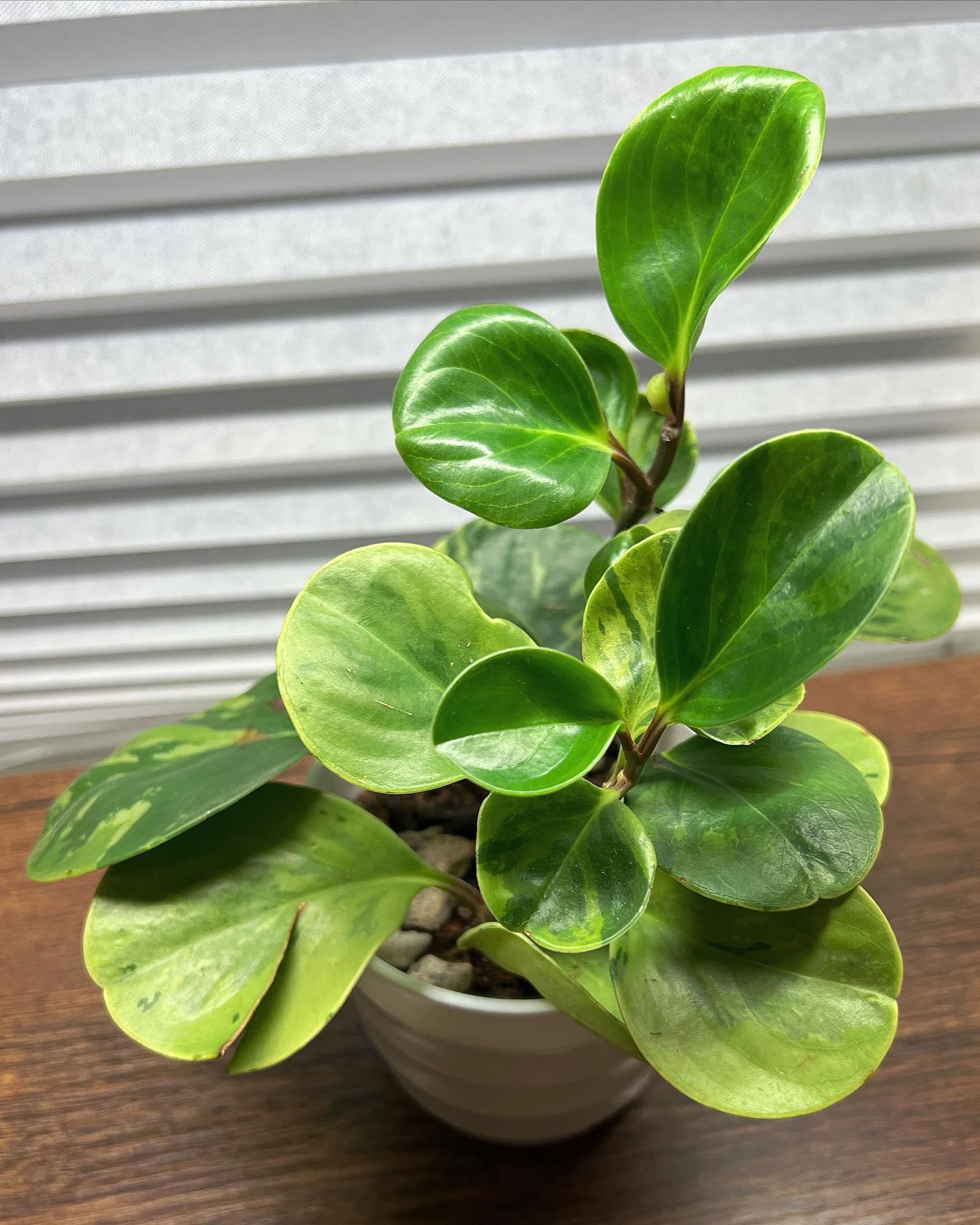 Peperomia Obtusifolia - View 7 from www redcrocus com
