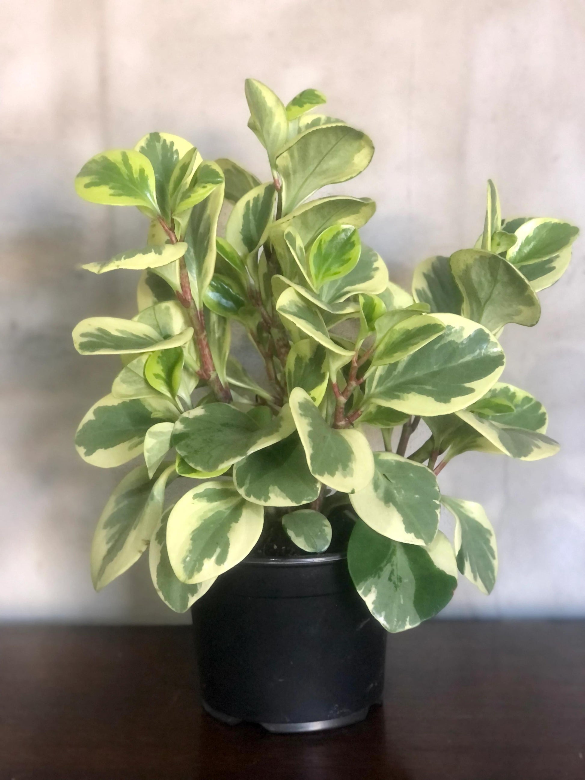 Peperomia Obtusifolia - View 9 from www redcrocus com