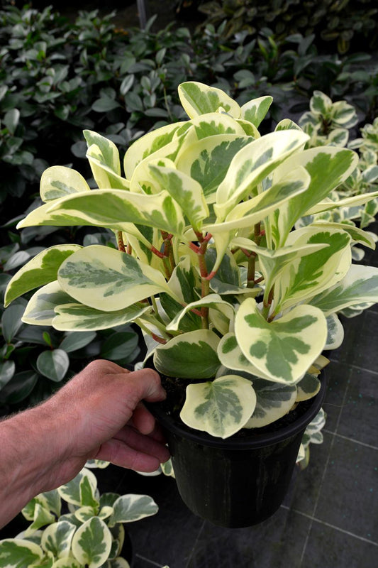 Peperomia Obtusifolia Variegata - View 1 from www redcrocus com
