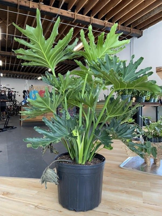 Philodendron Hope - View 10 from www redcrocus com