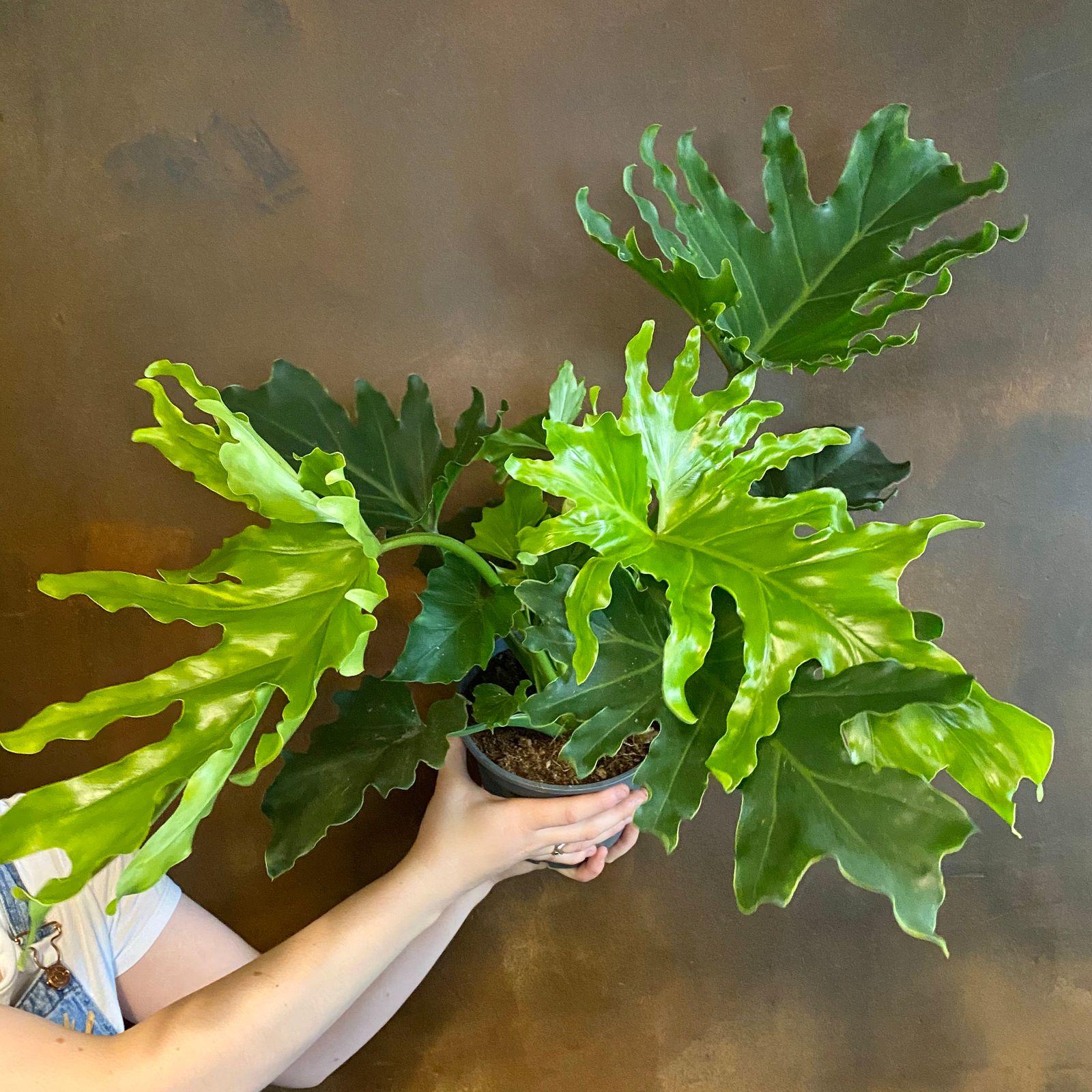 Philodendron Hope - View 12 from www redcrocus com
