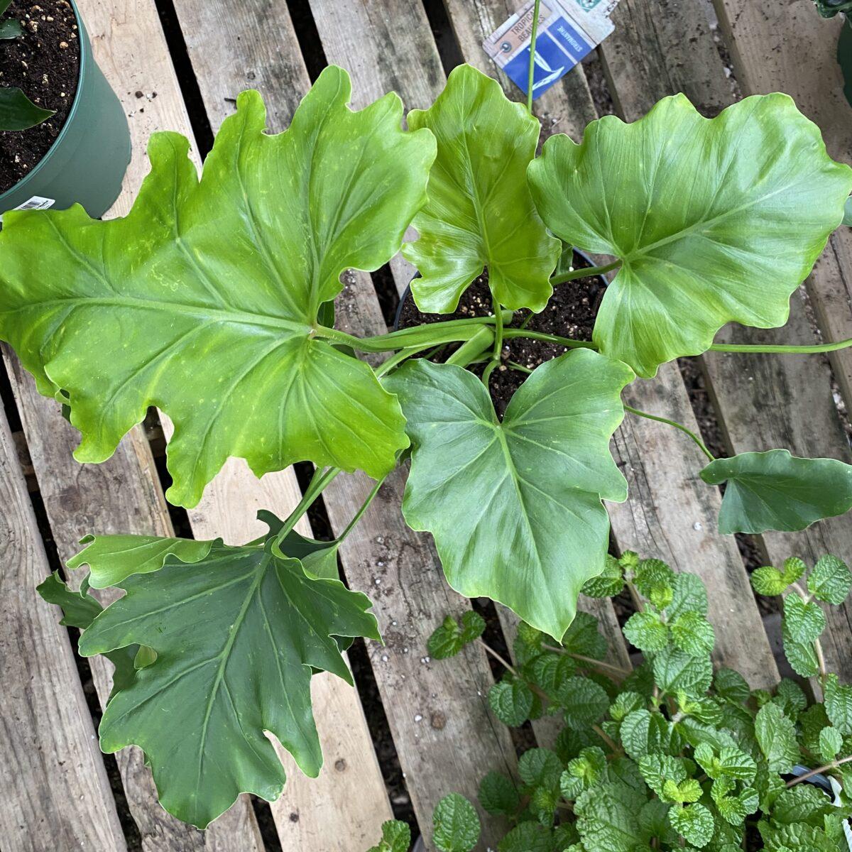 Philodendron Hope - View 13 from www redcrocus com
