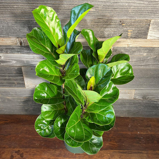Ficus Lyrata Bambino - View 10 from www redcrocus com