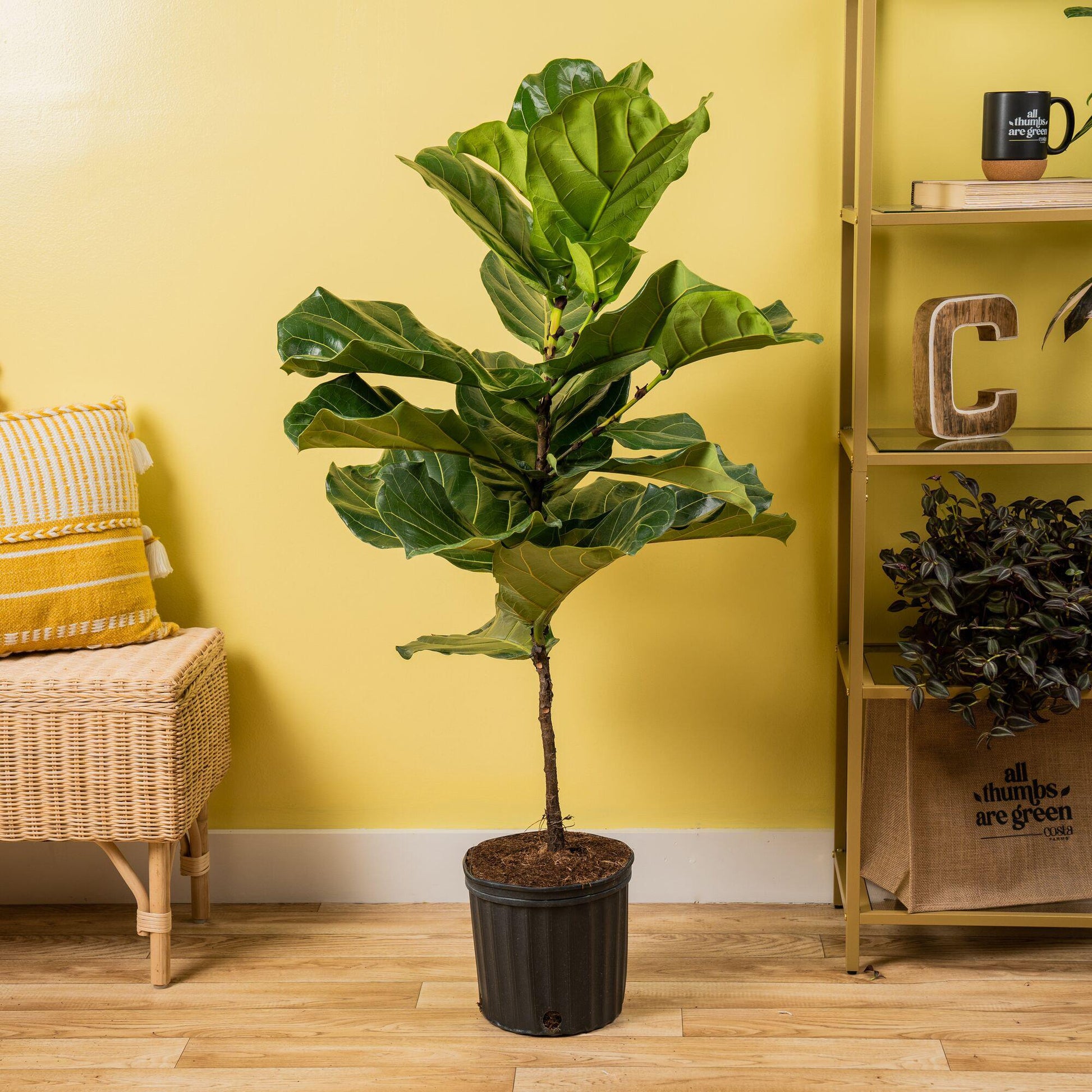 Ficus Lyrata Standard - View 10 from www redcrocus com