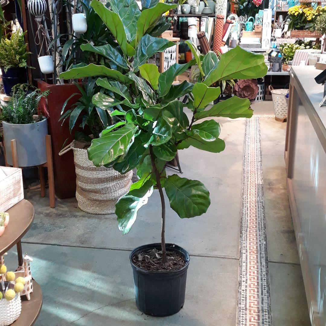 Ficus Lyrata Standard - View 11 from www redcrocus com