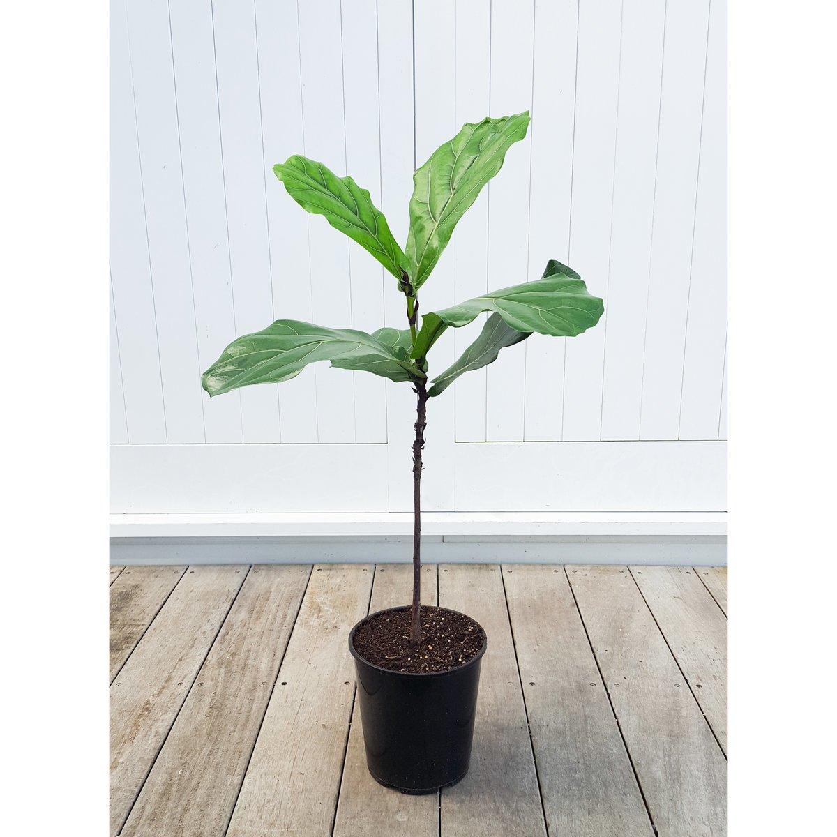 Ficus Lyrata Standard - View 14 from www redcrocus com