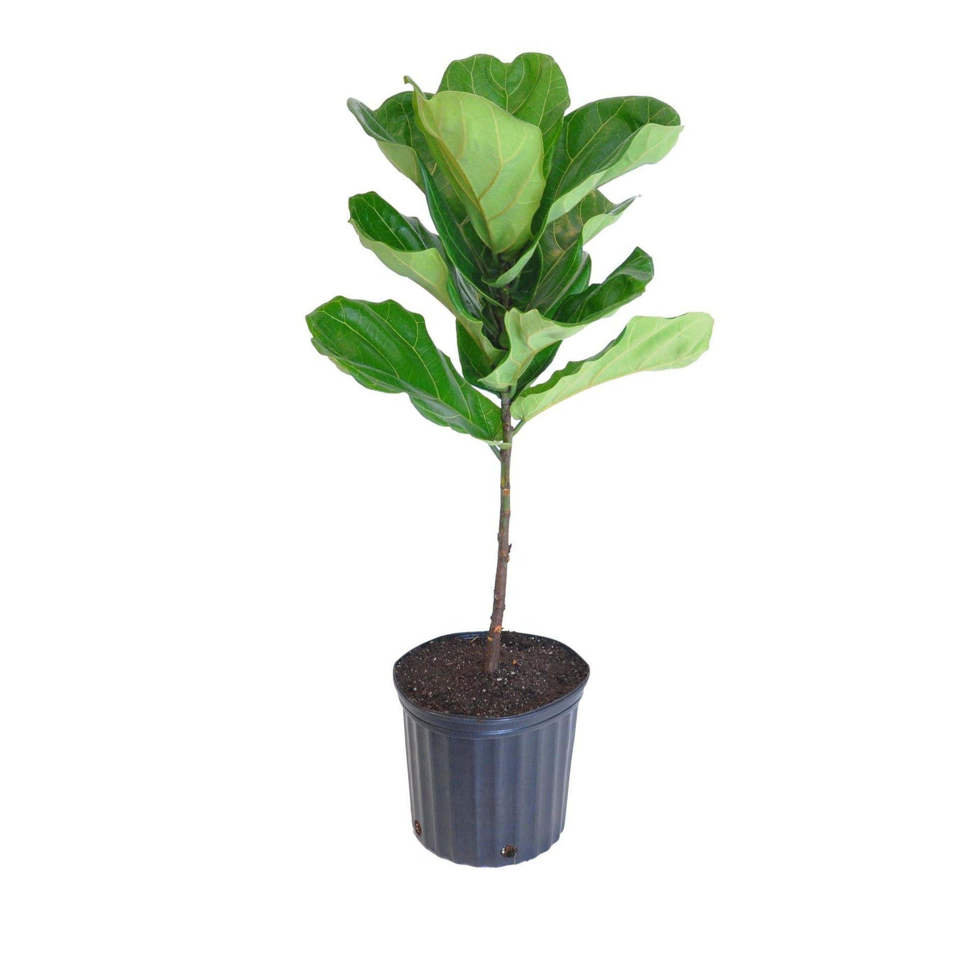 Ficus Lyrata Standard - View 15 from www redcrocus com