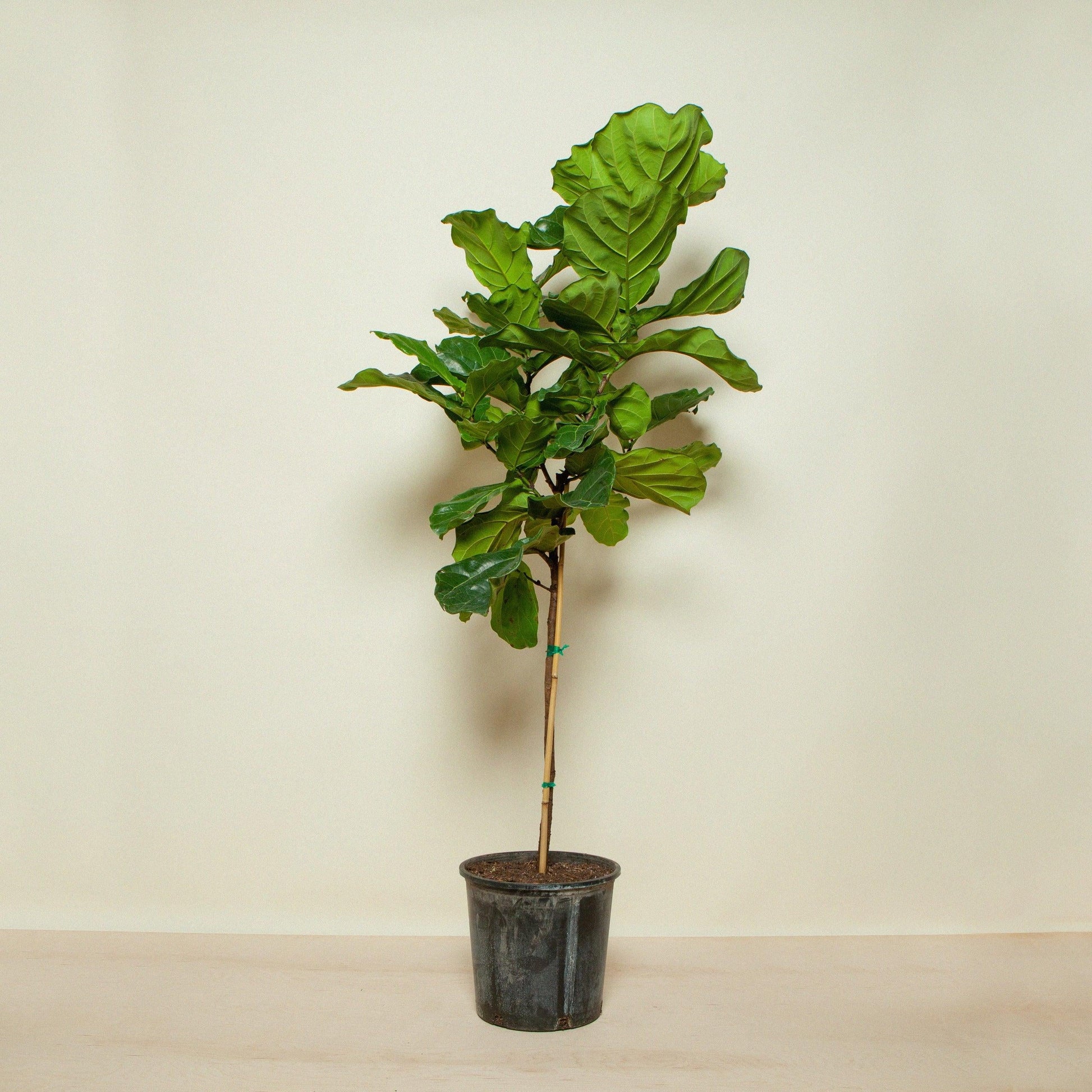 Ficus Lyrata Standard - View 16 from www redcrocus com