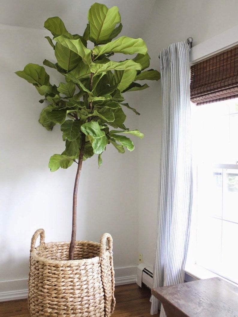 Ficus Lyrata Standard - View 18 from www redcrocus com