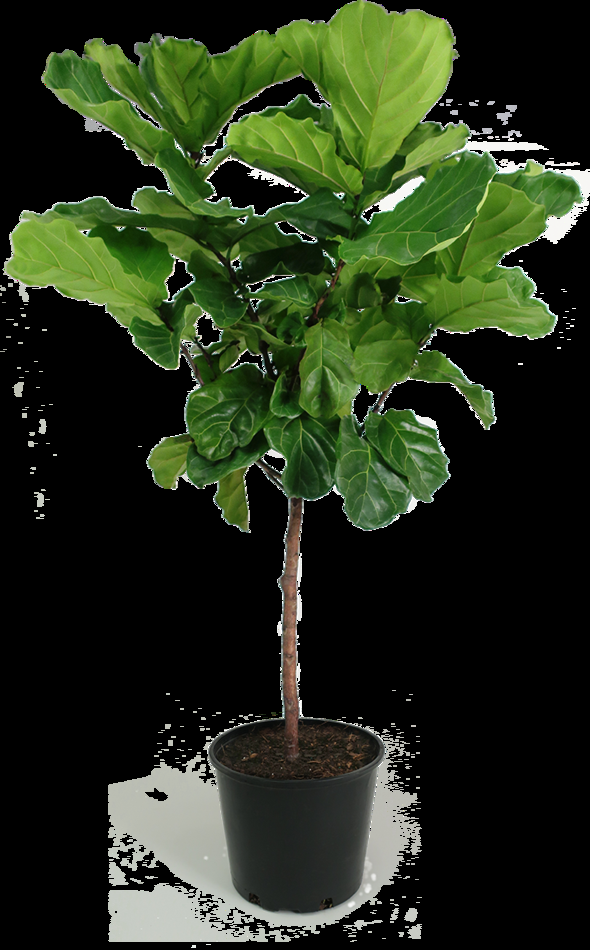 Ficus Lyrata Standard - View 19 from www redcrocus com