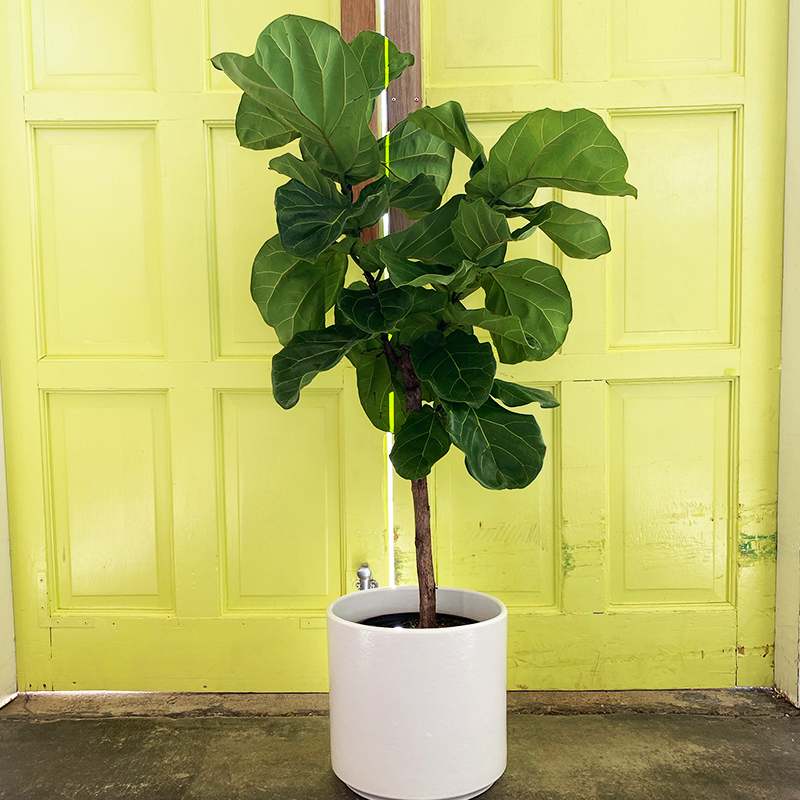 Ficus Lyrata Standard - View 3 from www redcrocus com