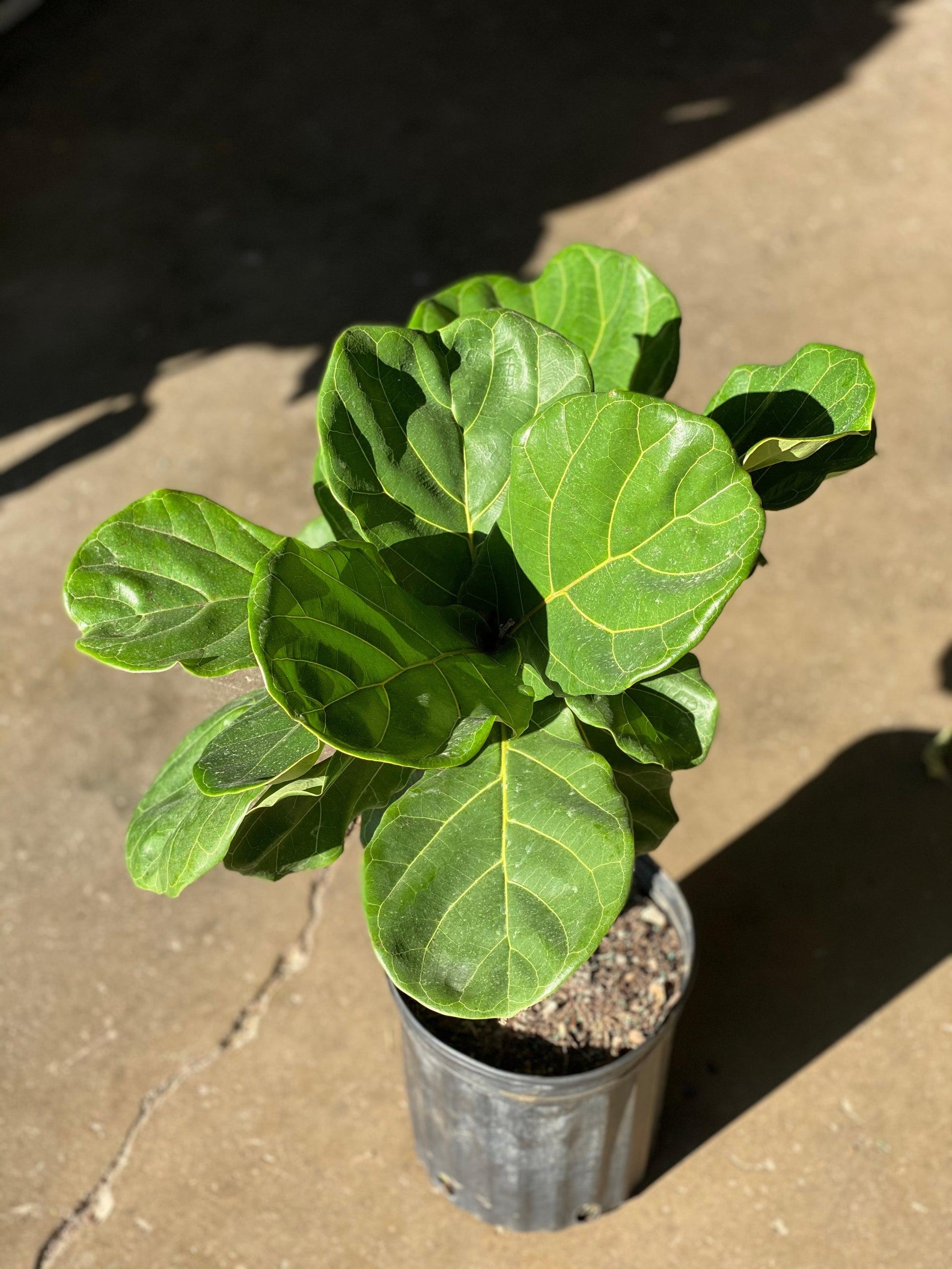 Ficus Lyrata Standard - View 8 from www redcrocus com