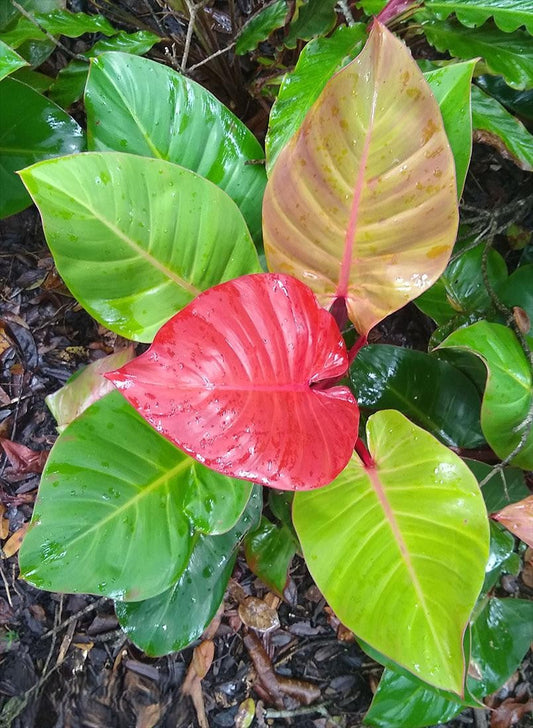 Philodendron Mccolley S Finale - View 1 from www redcrocus com