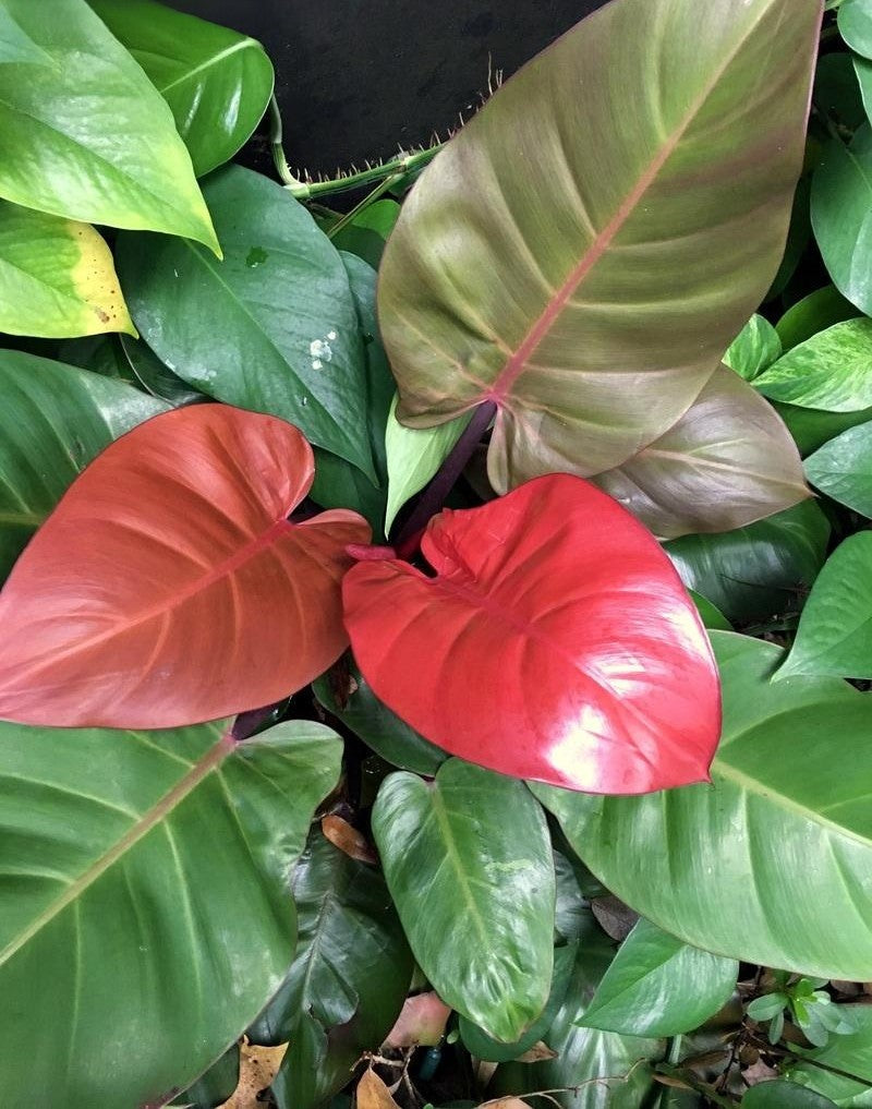 Philodendron Mccolley S Finale - View 7 from www redcrocus com