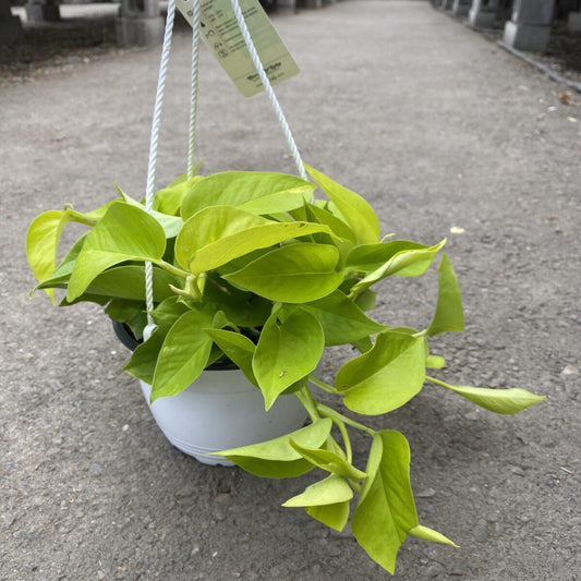 Pothos Epipremnum Neon - View 10 from www redcrocus com