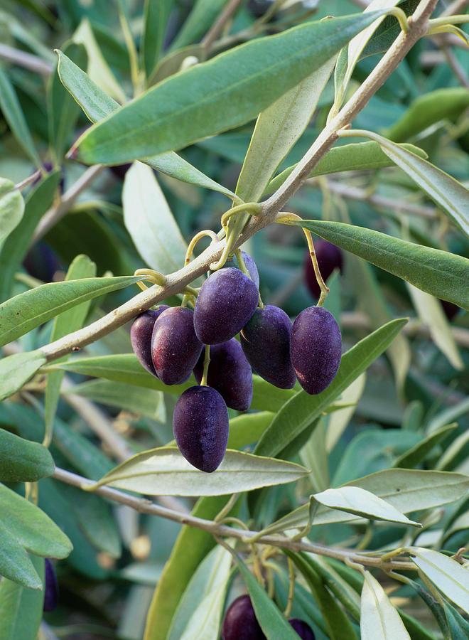 Olea Europaea Assorted - View 10 from www redcrocus com