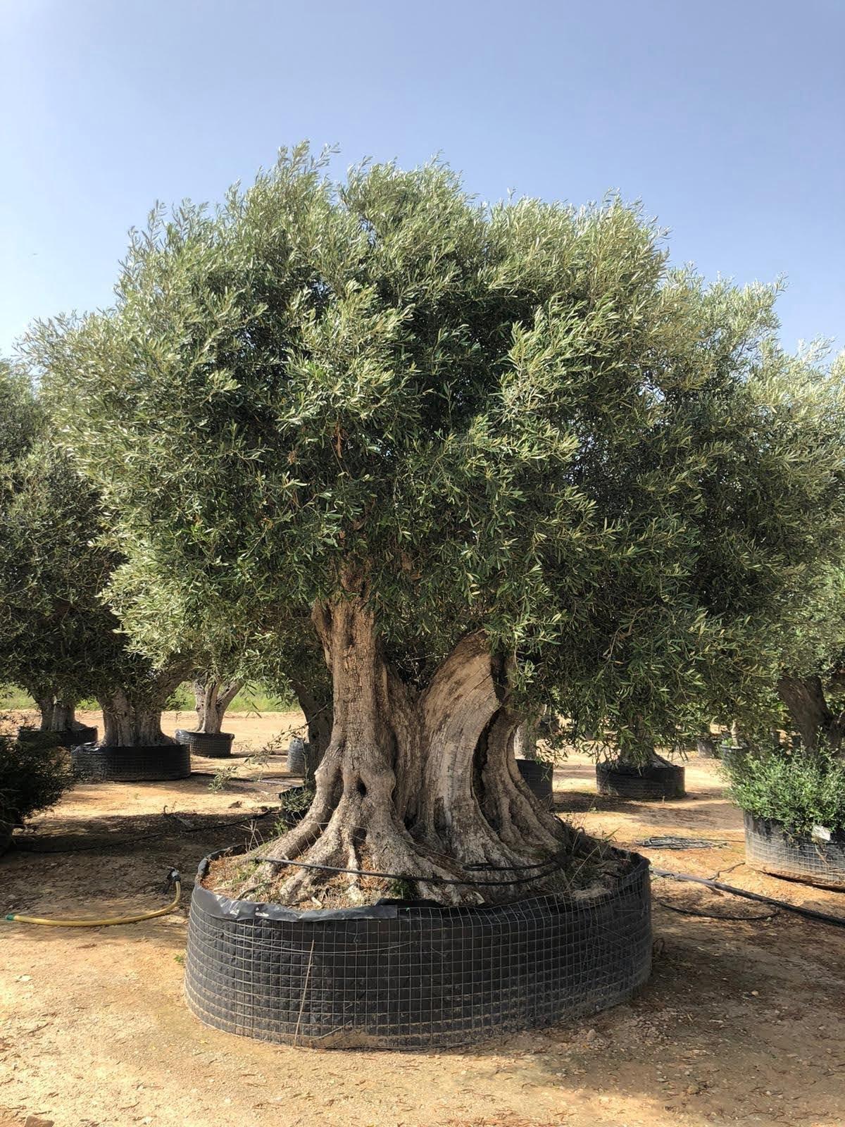 Olea Europaea Assorted - View 12 from www redcrocus com