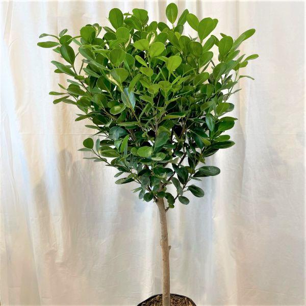 Ficus Microcarpa Moclame Standard - View 11 from www redcrocus com
