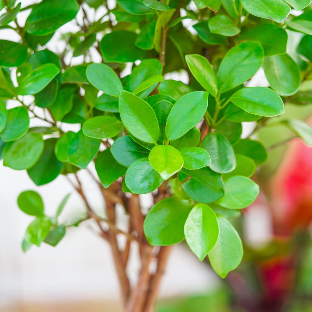 Ficus Microcarpa Moclame Standard - View 13 from www redcrocus com