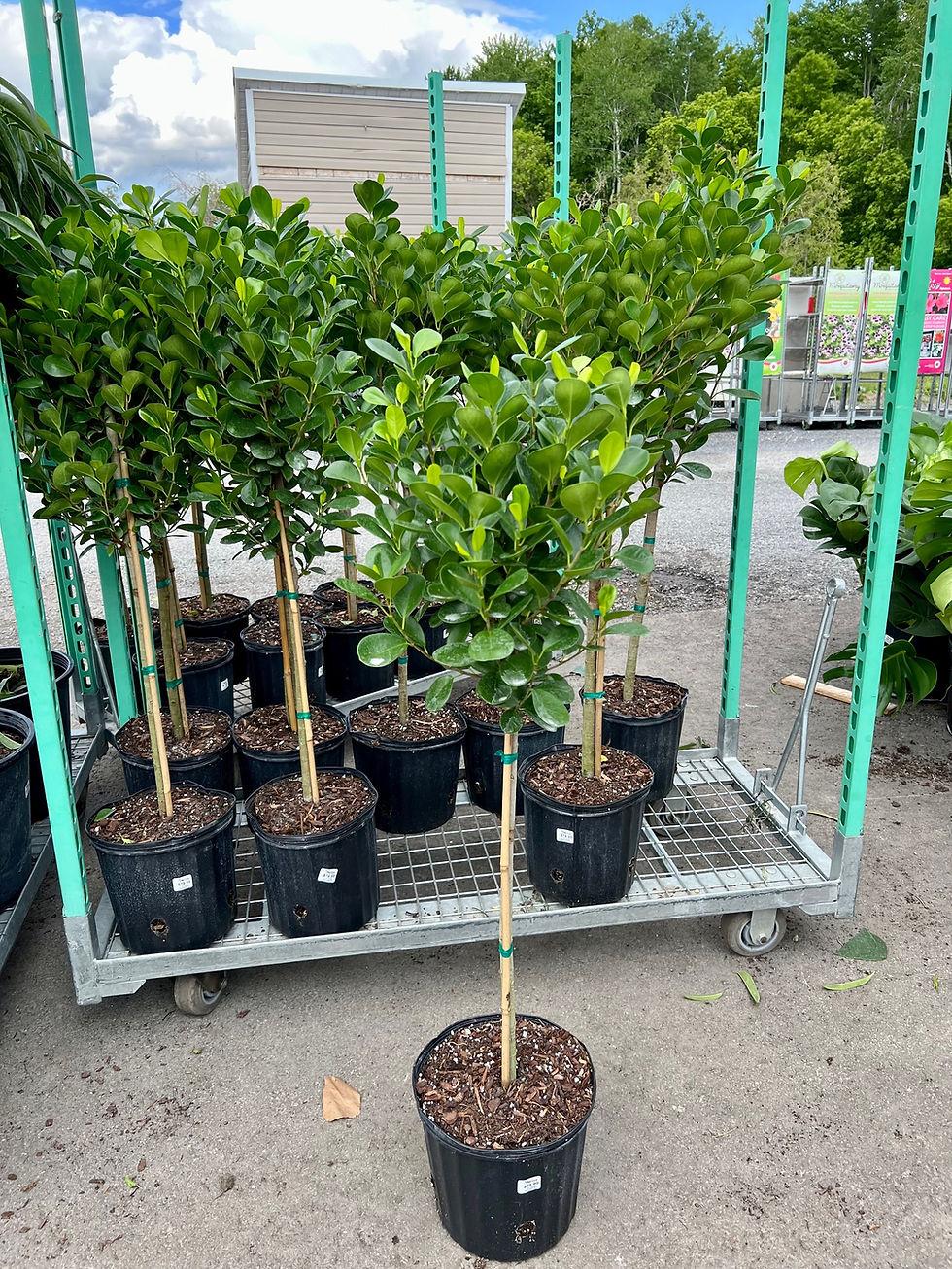Ficus Microcarpa Moclame Standard - View 3 from www redcrocus com