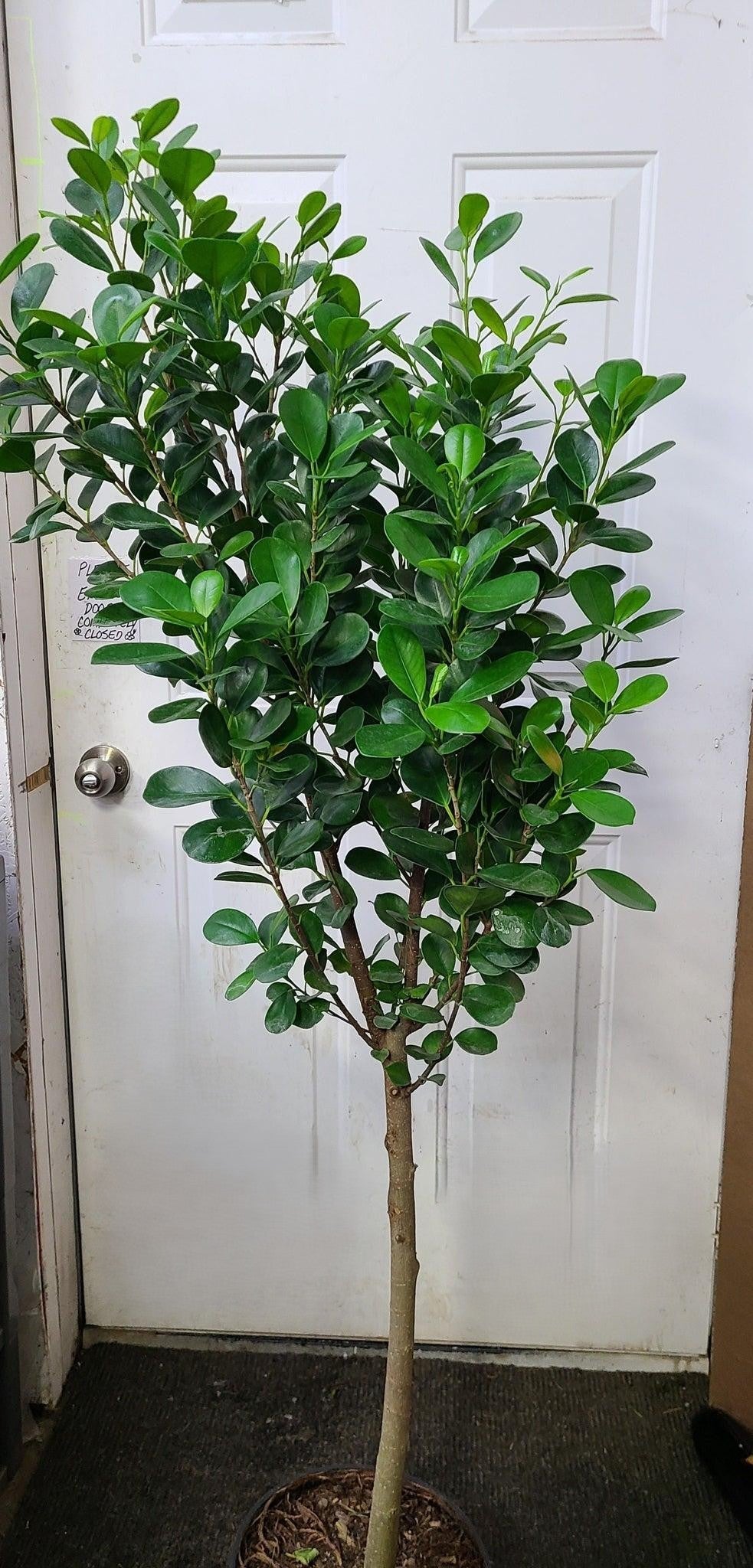 Ficus Microcarpa Moclame Standard - View 4 from www redcrocus com