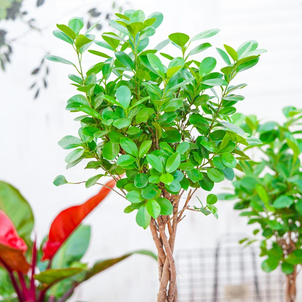 Ficus Microcarpa Moclame Standard - View 6 from www redcrocus com