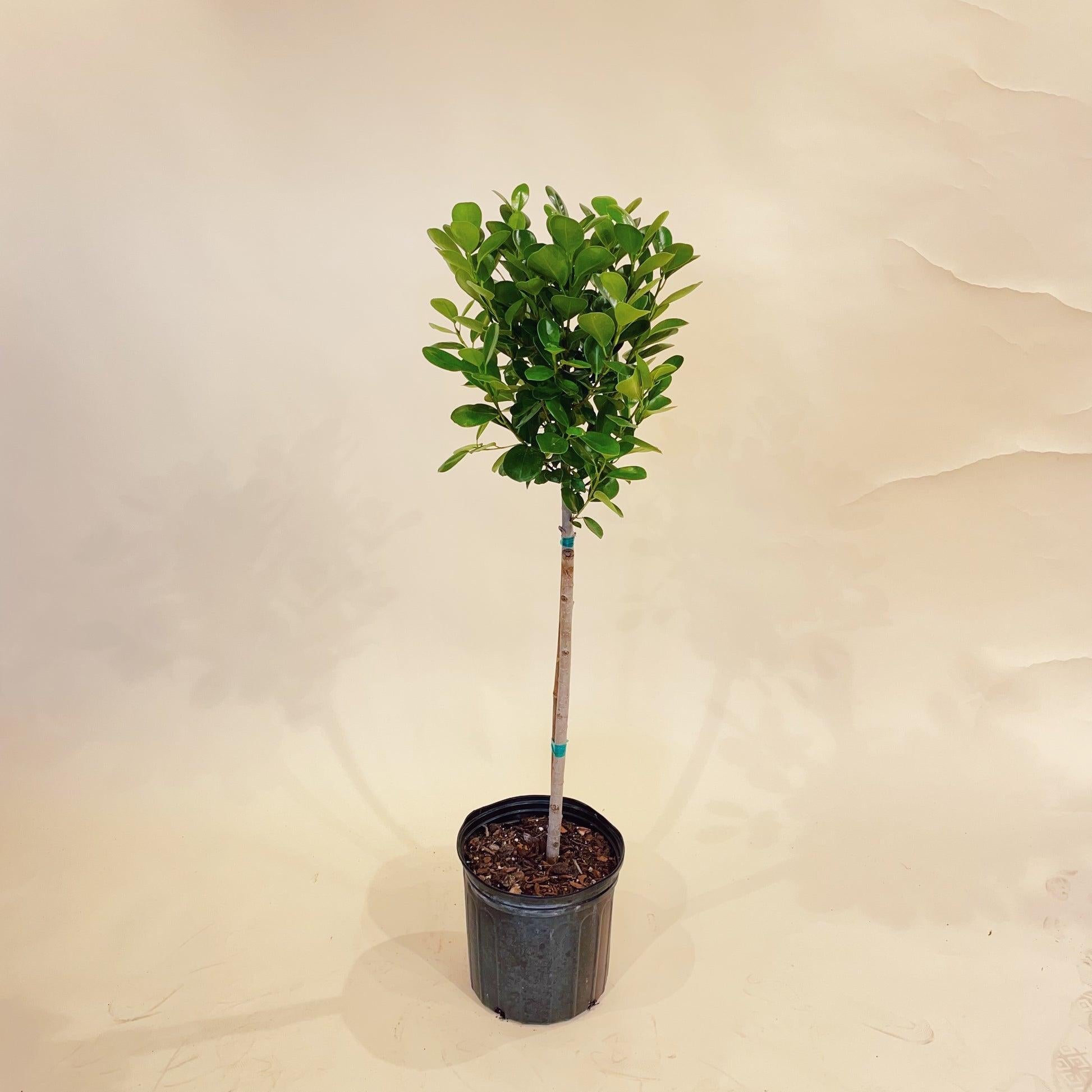Ficus Microcarpa Moclame Standard - View 8 from www redcrocus com