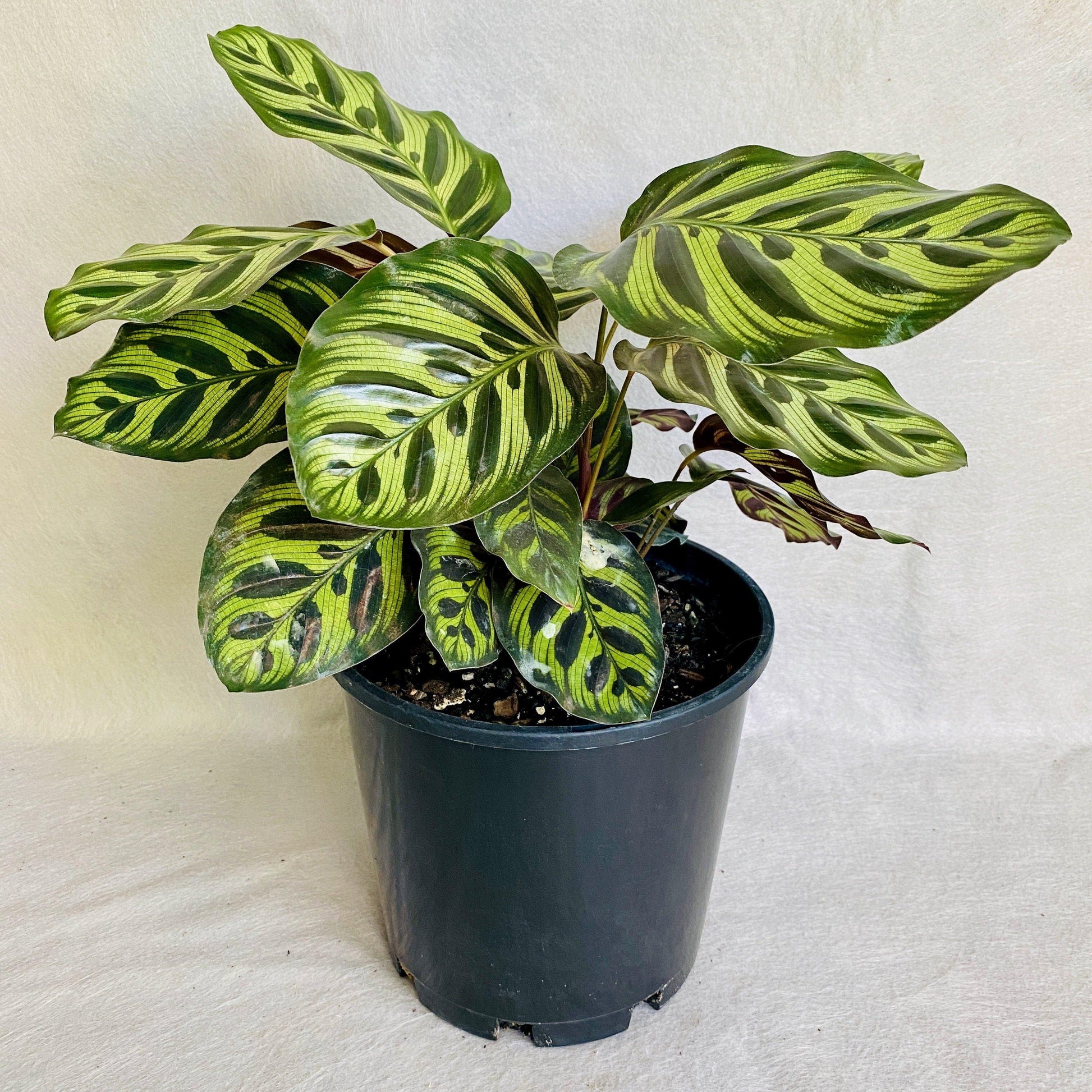 Calathea Makoyana - View 10 from www redcrocus com
