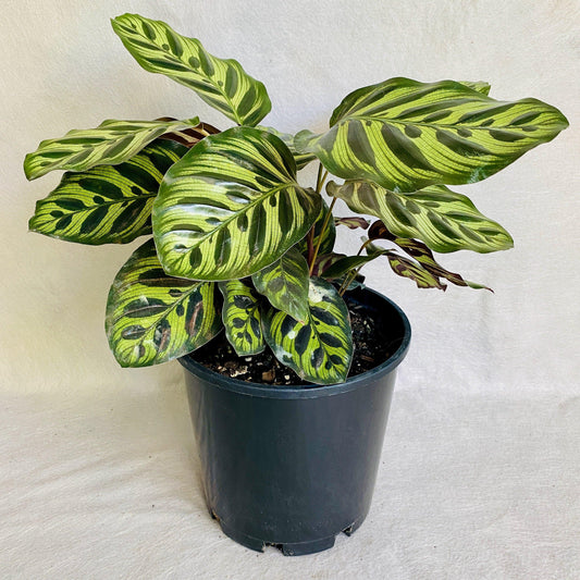 Calathea Makoyana - View 10 from www redcrocus com