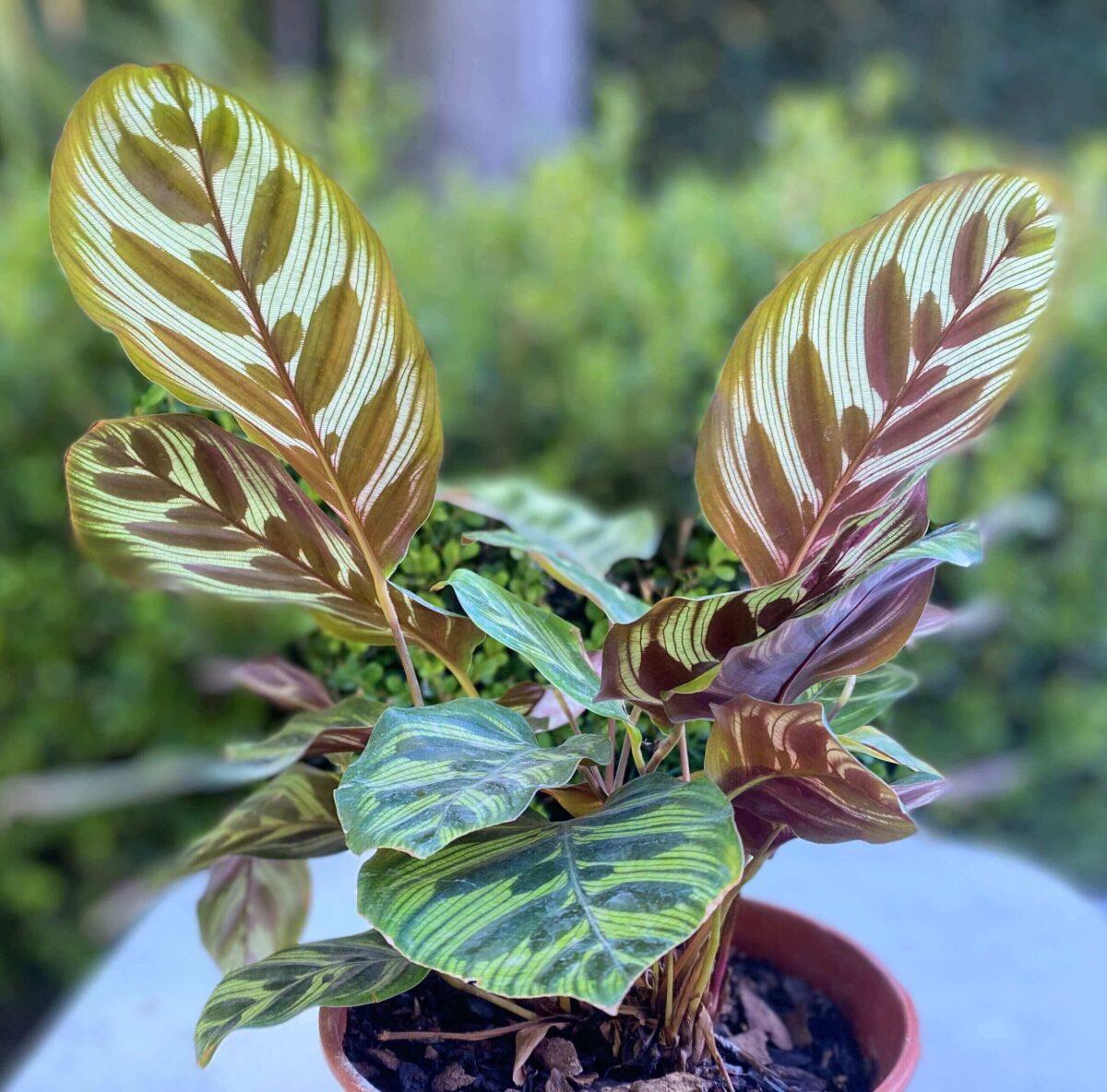 Calathea Makoyana - View 11 from www redcrocus com