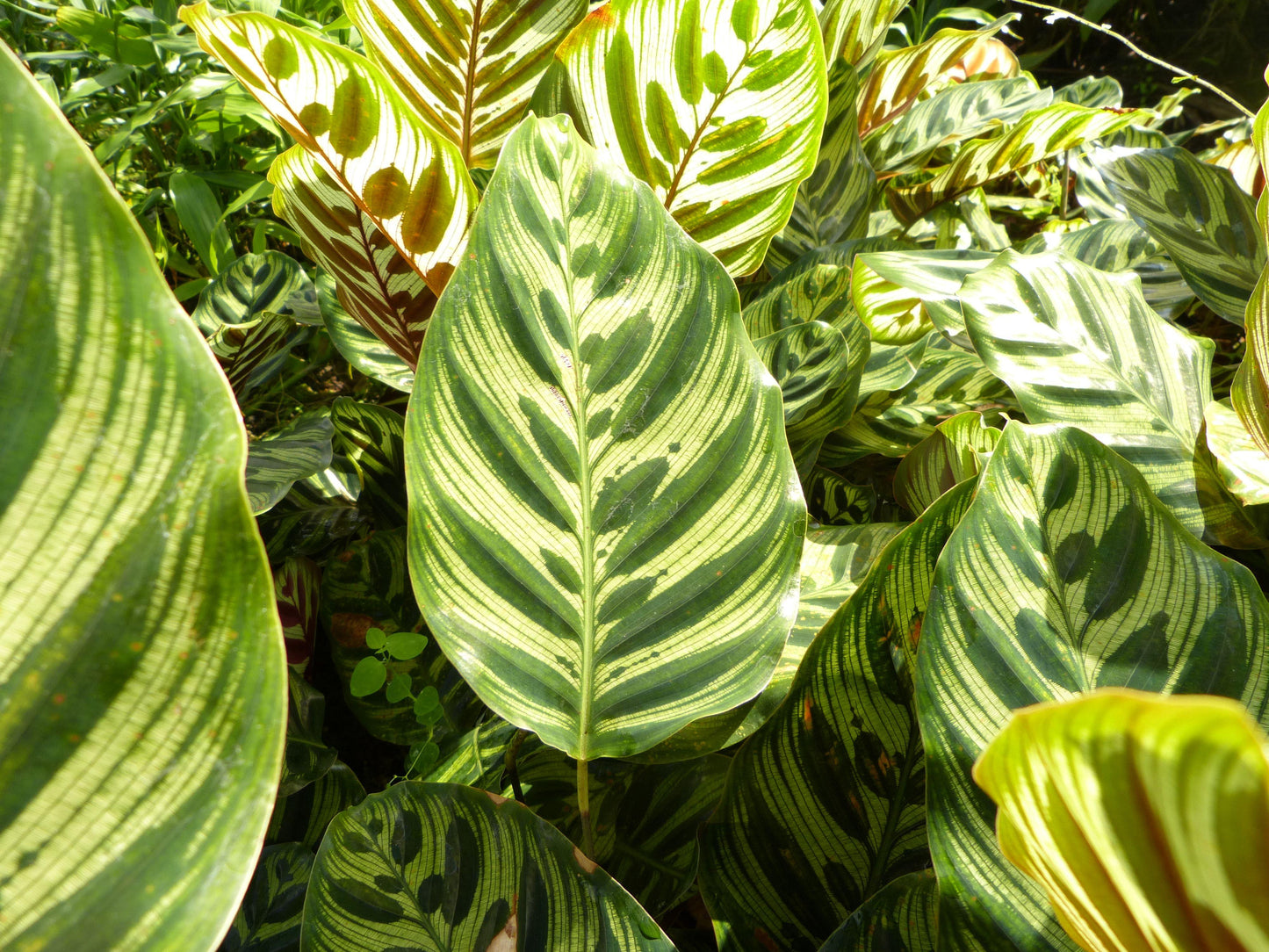Calathea Makoyana - View 13 from www redcrocus com