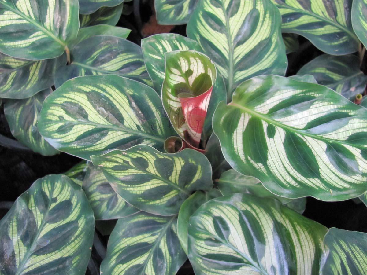 Calathea Makoyana - View 14 from www redcrocus com