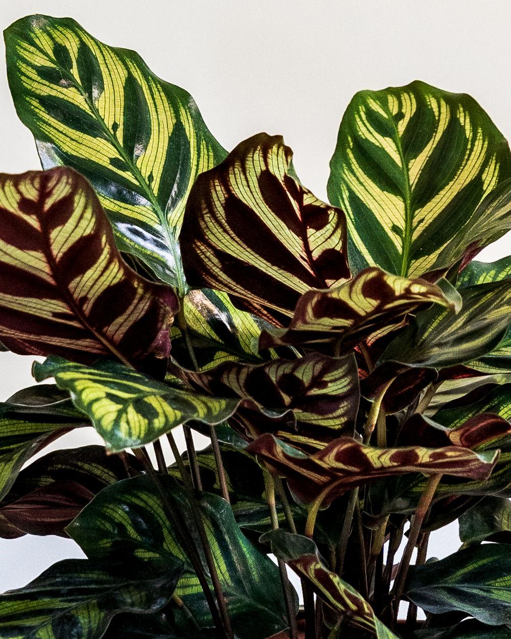 Calathea Makoyana - View 15 from www redcrocus com