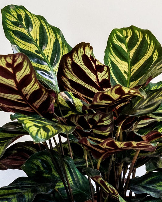 Calathea Makoyana - View 15 from www redcrocus com