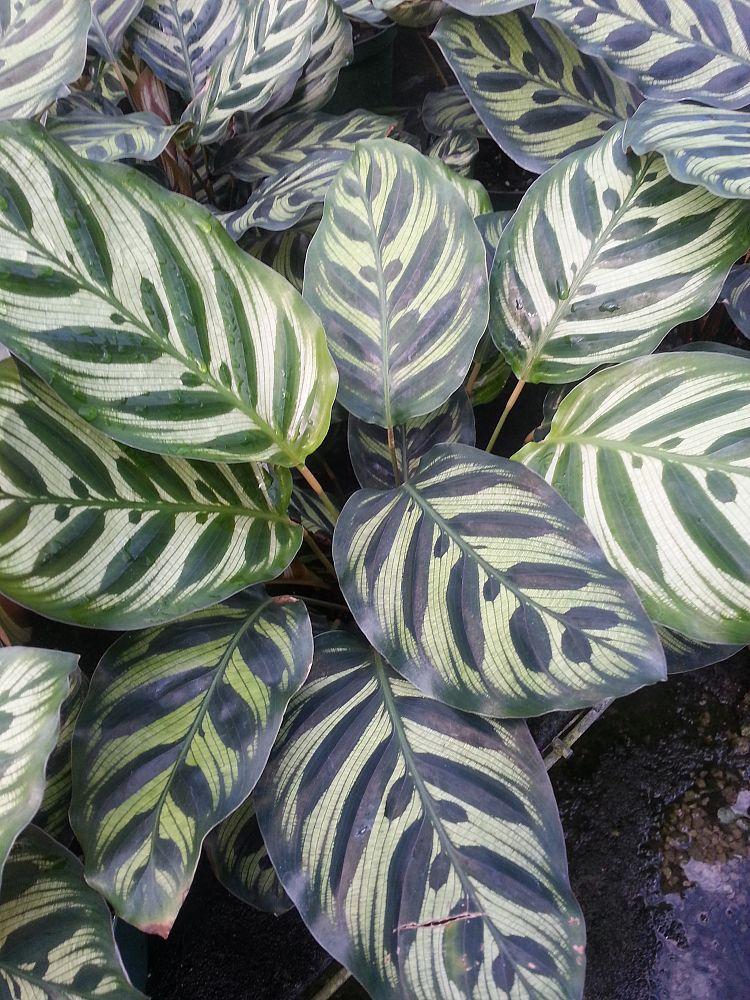 Calathea Makoyana - View 16 from www redcrocus com