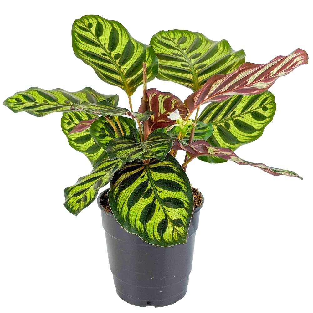 Calathea Makoyana - View 17 from www redcrocus com