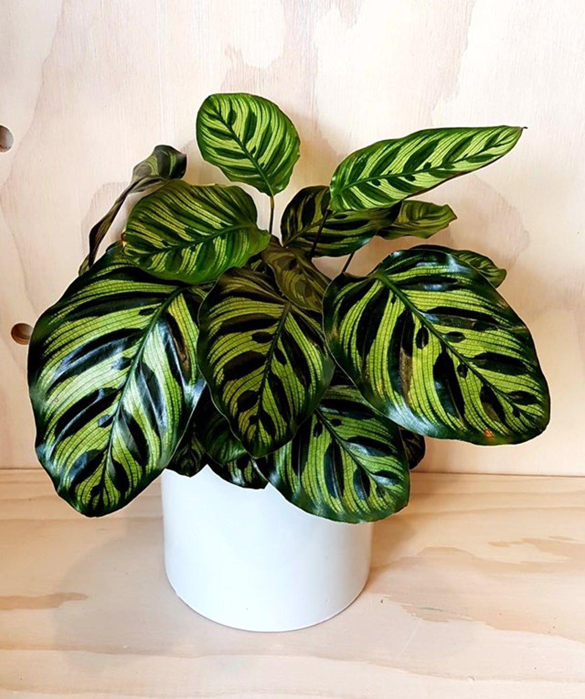 Calathea Makoyana - View 18 from www redcrocus com