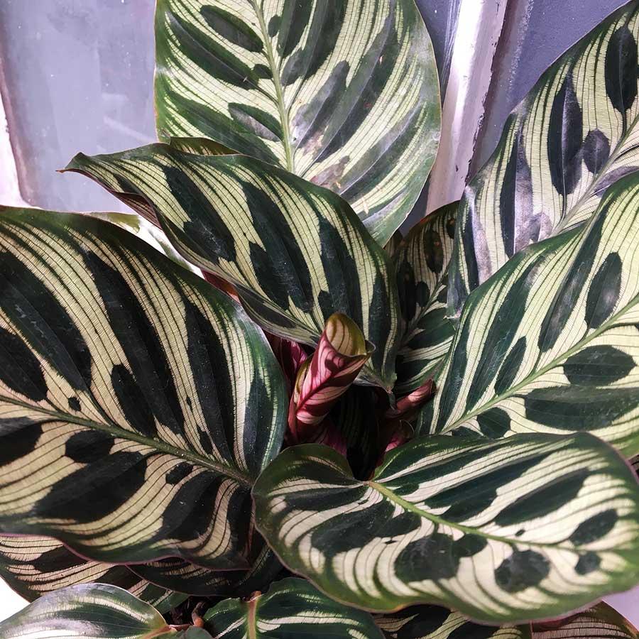 Calathea Makoyana - View 19 from www redcrocus com