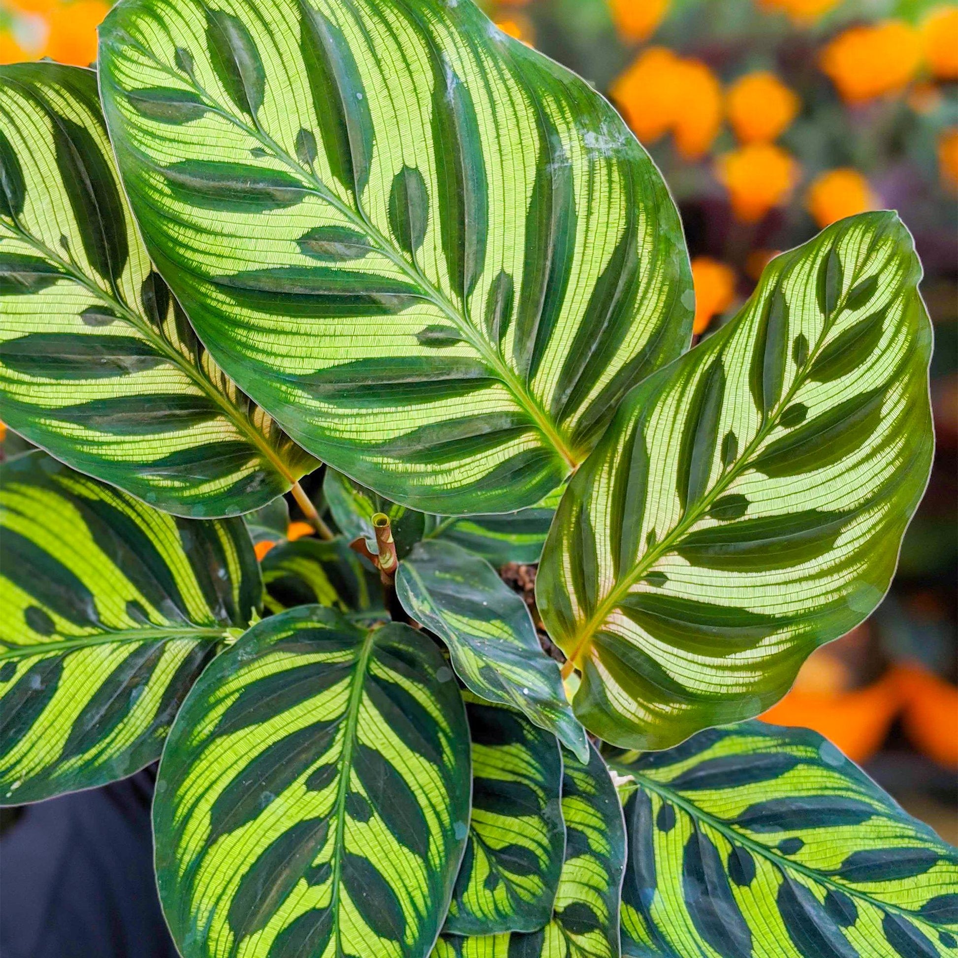 Calathea Makoyana - View 1 from www redcrocus com