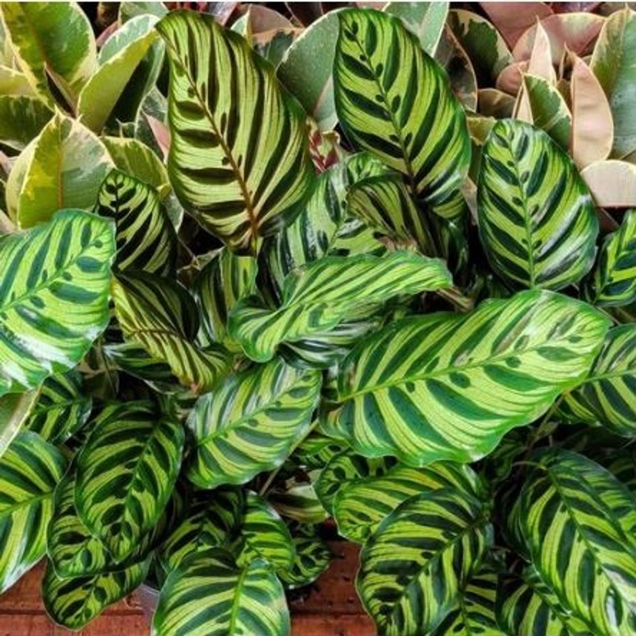 Calathea Makoyana - View 20 from www redcrocus com